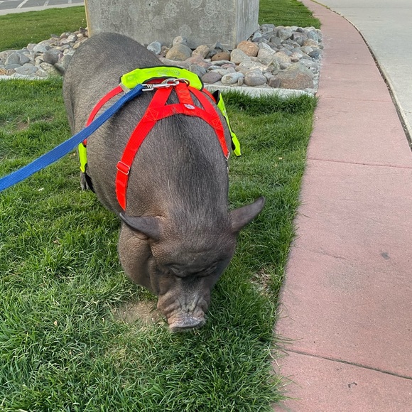 Meet your Posher, Briana - Picture 9 of 9